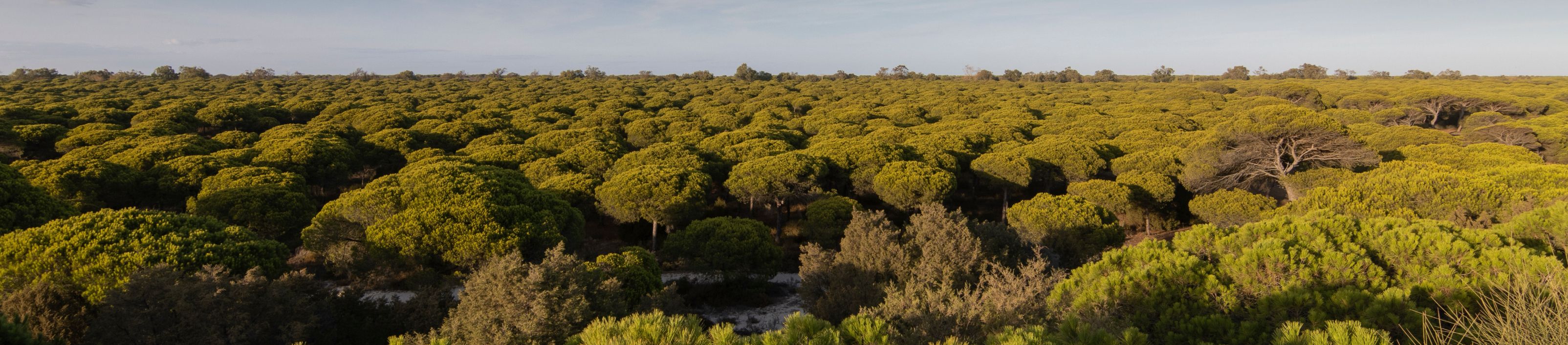 Instalaciones y espacio en Camping Dehesa Nueva, Huelva