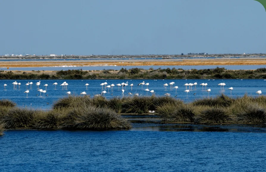 Instalaciones y espacio en Camping Doñana Playa, Huelva